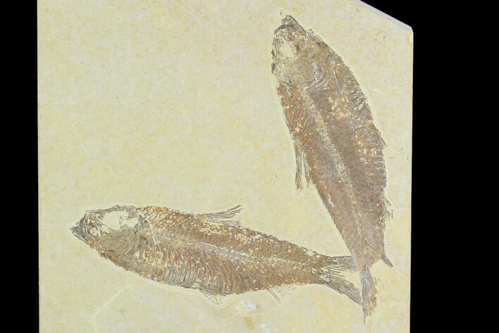 Pair of Fossil Fish (Knightia) - Green River Formation #126531